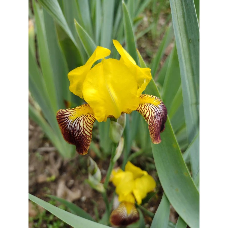 Bearded Iris 15 Bearded Iris Rhizomes – Easy to Grow,