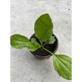 Plantago Major Broadleaf Plantain Live Plant Ready To Plant