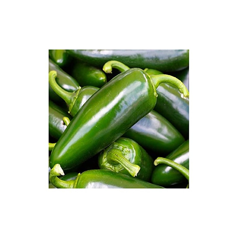 Instant Latch 100 Tam Jalapeno Pepper Seeds | Non-GMO |
