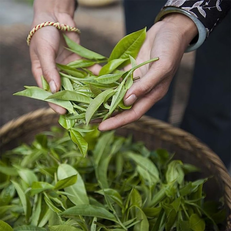 Palais des Thés - Icy Mint Iced Tea - Premium