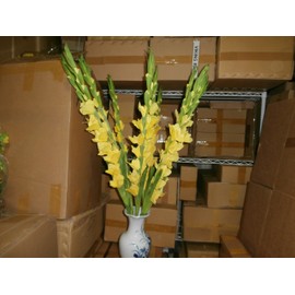 Lot of 10 Sticks Plastic Artificial Yellow Gladiolus Flower (HOA HUE)