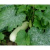 30 RUSSIAN WHITE Squash (Zucchini) Seeds