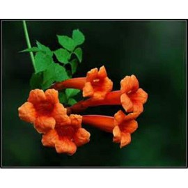 Beautiful Orange Hummingbird Trumpet Vine! 20 Seeds! Hummingbirds Love IT!