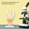 Hand Skeleton Model Life Size PVC On Base with Joints