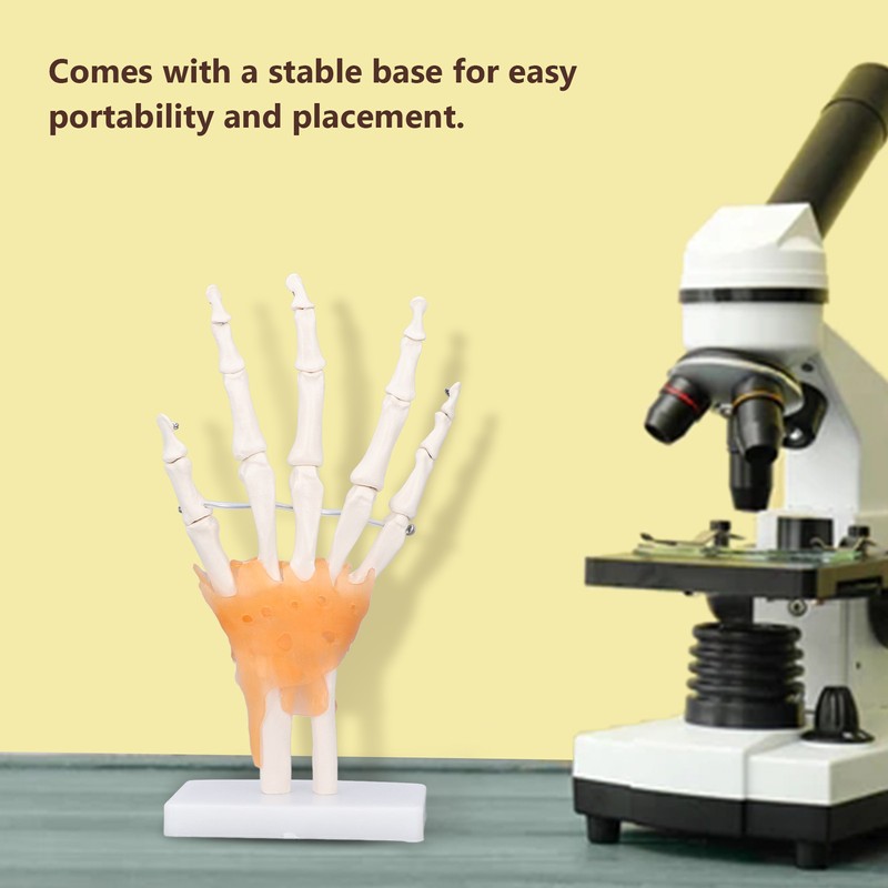 Hand Skeleton Model Life Size PVC On Base with Joints