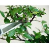 Okatsun 207 Matsuha Shears, BP Included