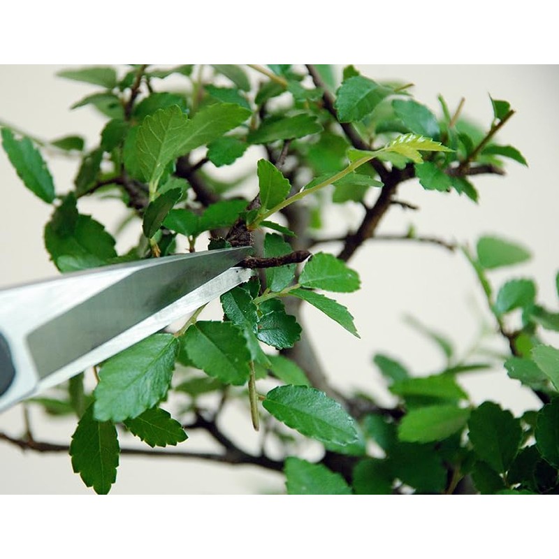 Okatsun 207 Matsuha Shears, BP Included