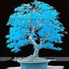 Garden 50Pcs Blue Japanese Maple Seeds Non-GMO Rare Ornamental Decor