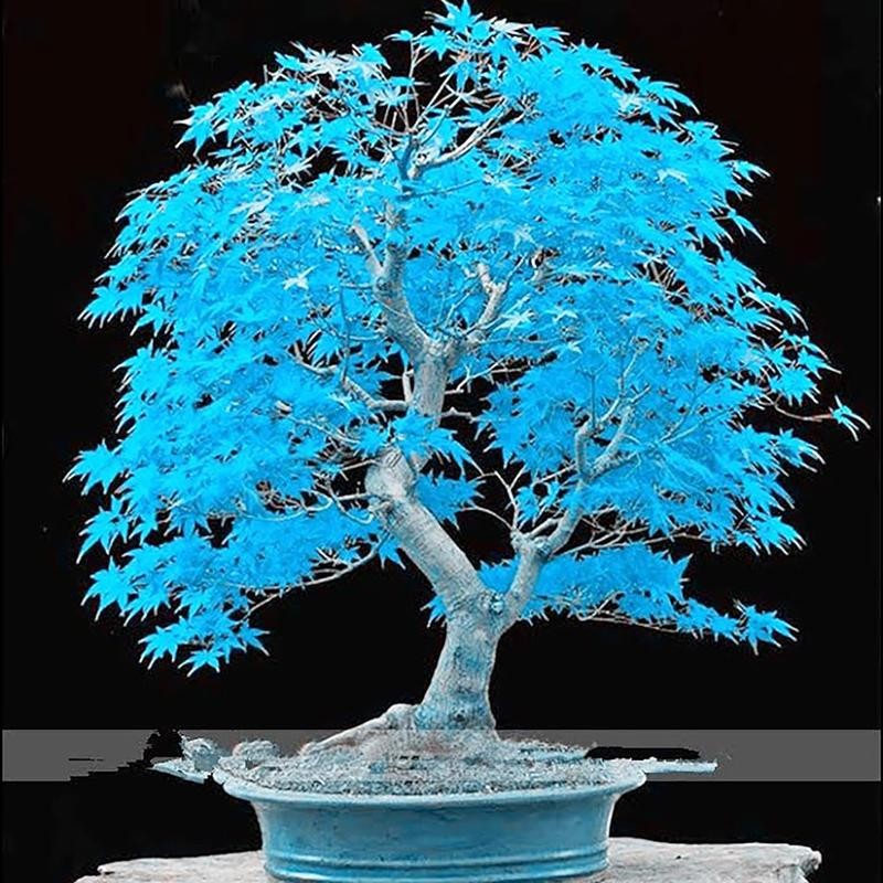 Garden 50Pcs Blue Japanese Maple Seeds Non-GMO Rare Ornamental Decor