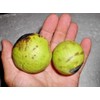 5 BLACK WALNUT SEEDS ( nuts ) - Juglans nigra