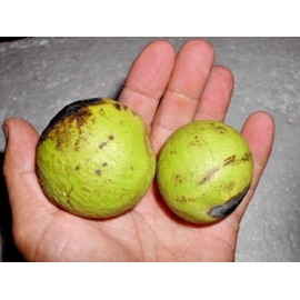 5 BLACK WALNUT SEEDS ( nuts ) - Juglans nigra