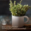 Thyme Tea Monte Nativo (300 g) | Dried Thyme |
