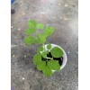 Ripkitty Moringa Oleifera (Tree of Life) Wingless Seeds Planting Nuts