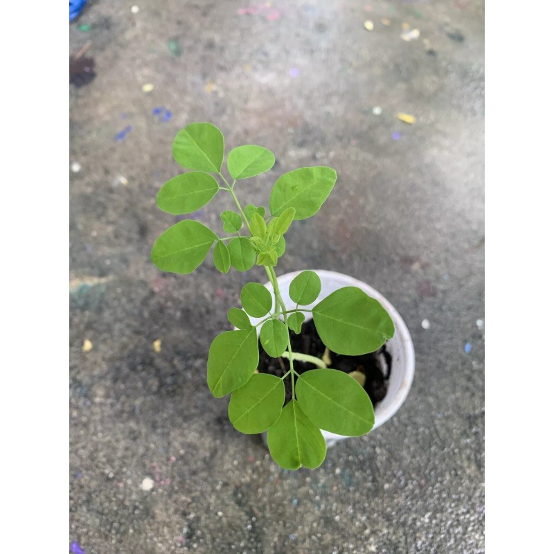 Ripkitty Moringa Oleifera (Tree of Life) Wingless Seeds Planting Nuts