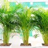American Plant Exchange Areca Palm – Live 4-Inch 3-Pack, Easy-Care