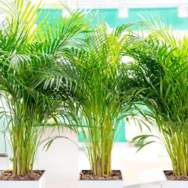 American Plant Exchange Areca Palm – Live 4-Inch 3-Pack, Easy-Care Tropical Houseplants with Lush Green Fronds, Air-Purifying Indoor Plants for Home, Office, Apartments & Small Space Décor