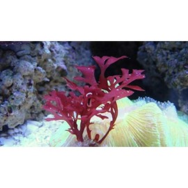Live Saltwater Plant Red Gracilaria Hayi Red Bush Macro Algae Reef Refugium Coral Saltwater - 1 Inch Frag