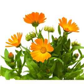 Earthcare Seeds English Marigold 500 Seeds (Calendula officinalis) Heirloom - Non GMO - Open Pollinated