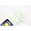 Planet Sweets White Peppermint Lozenges Mint Candy Pastilles - 8