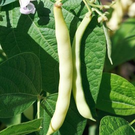 TomorrowSeeds - Bai Bu Lao Romano Bean (Pole) Seeds - 30+ Count - for 2025 Planting Non-GMO Stringless Green Flat Beans Helda Italian Broad Runner USA Garden Vegetable Grow Your Own Home Farm Patio