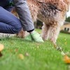 Dog or Cat Poop Bags, 135 Count (9 Rolls) 100%