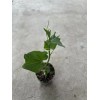 Chayote Plant With Pot 8” Live Plant Ready To Plant