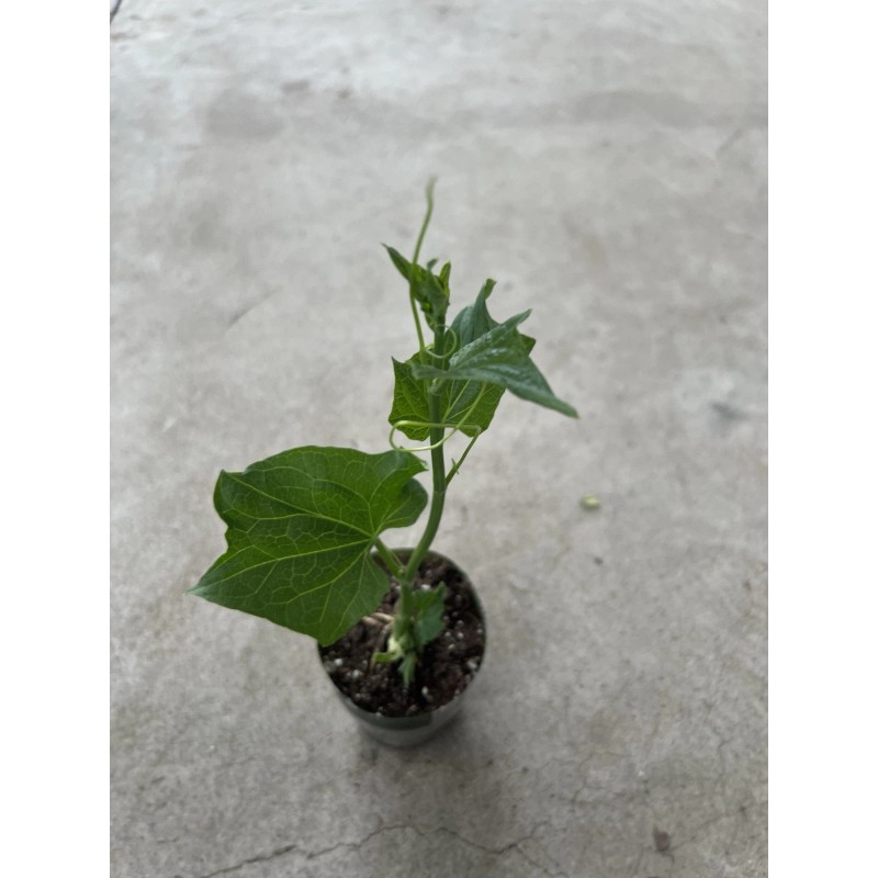 Chayote Plant With Pot 8” Live Plant Ready To Plant