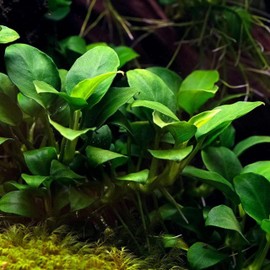 Potted Anubias Plants | Live Freshwater Aquatic Plants for Aquariums and Terrariums - Low Light, Low Maintenance Plants. (Potted Anubias VAR Nana, 3 Pack)