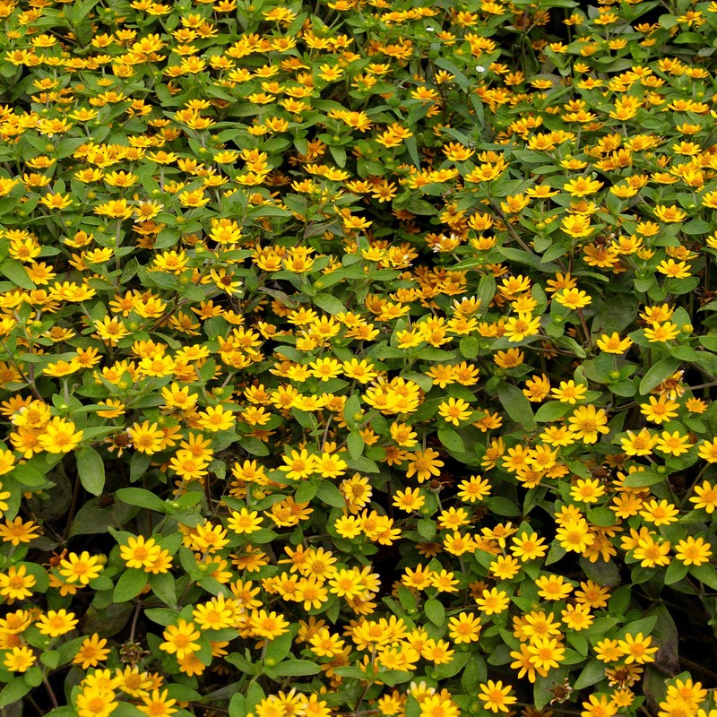 Outsidepride Creeping Zinnia - 2000 Seeds