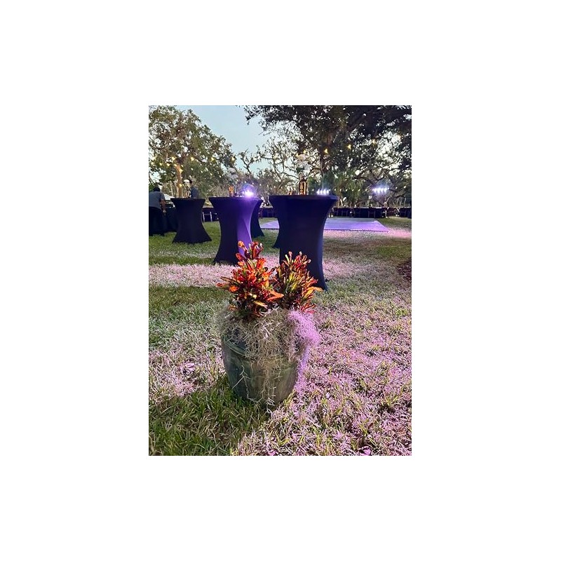 Live Spanish Moss, Live French Moss in 1-2 Gallon Box