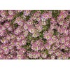 4000 Dwarf Pink Sweet Alyssum Seeds - Great Ground Cover