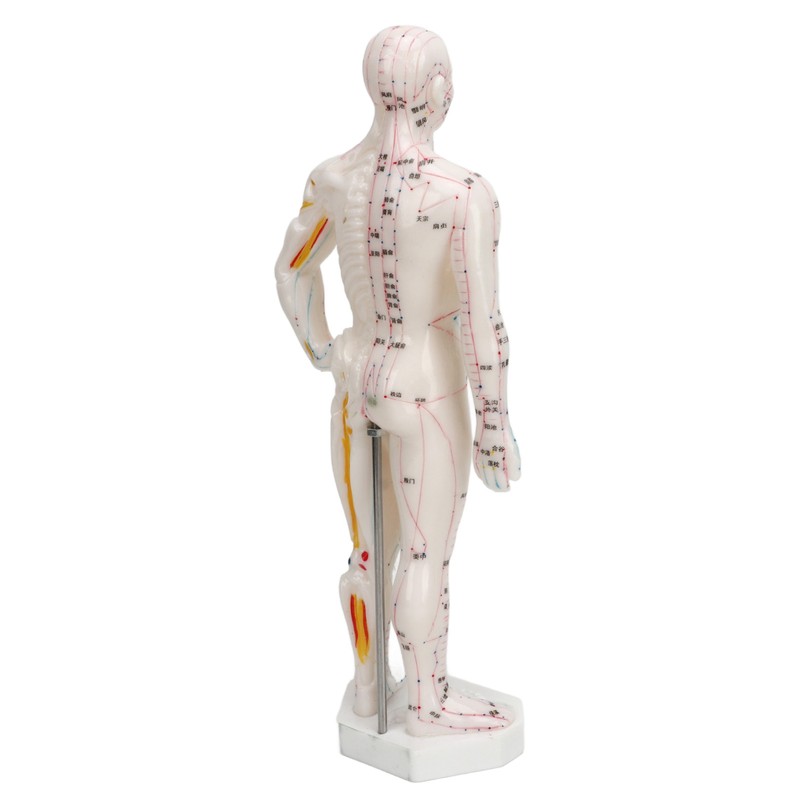 Human Body Acupuncture Model Professional Portable Meridian Points Model for