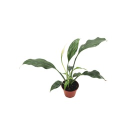 Peace Lily - 3'' from California Tropicals