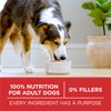 Purina ONE Dry Dog Food Lamb and Rice Formula -