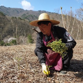 Jirisan domestic dried fern dried bracken dried bracken dried greens 200g / 지리산 국산 건조 고사리 말린 건고사리 건나물 200g