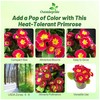 Outsidepride Danova Cherry Edge Common Primrose Seeds - 25 Pcs