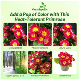 Outsidepride Danova Cherry Edge Common Primrose Seeds - 25 Pcs Annual, Hardy, Easy to Grow & Low Maintenance Flower Seeds for Planting Vibrant Soft Blooms, for Containers, Borders & Erosion Control
