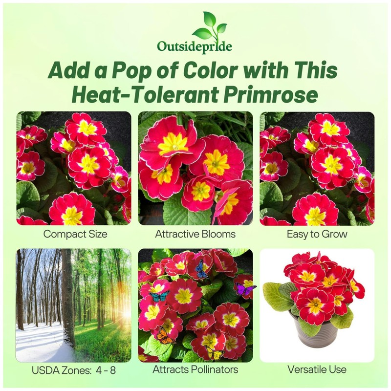 Outsidepride Danova Cherry Edge Common Primrose Seeds - 25 Pcs