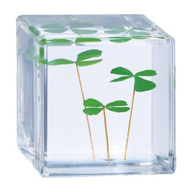 Bon Cube Mini Acrylic Resin Cube Paperweight with Preserved Flower Eternal Flower Four-Leaf Clover Inside 4cm Cube Green Aesthetic Shelf Plants Decoration Desk Trinkets Decor for Girlfriend