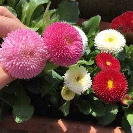 2000+English Daisy Seeds(Bellis perennis) Mixed Perennial Wildflowers USA