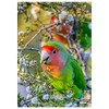 Wild Love Bird Snacks on a Seed Pod Photography Fine