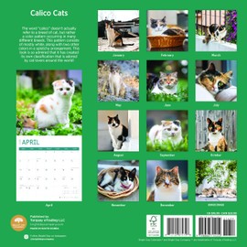 2025 Calico Cats Monthly Wall Calendar by Bright Day, 12 x 12 Inch Cute Cat Breed Gift