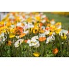 Ballerina California Poppy Mix - California Poppies, 1000+ Flower Seeds