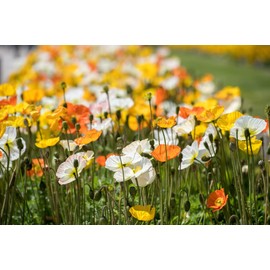 Ballerina California Poppy Mix - California Poppies, 1000+ Flower Seeds Per Packet, (Isla's Garden Seeds), Scientific Name: Eschscholzia californica, 85% Germination Rates, 99.3% Purity