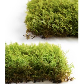 Fresh Thuidium Moss 8"x8" – Live Moss Sheet for Terrariums, Bonsai, Potted Plants, Reptile Tanks, Succulents, DIY Crafts & Mini Landscapes