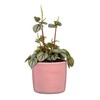 Scheurich Solido, Set of 2 Ceramic Flower Pots, Colour: Rosea,