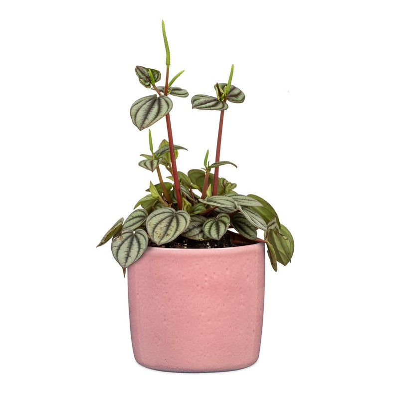 Scheurich Solido, Set of 2 Ceramic Flower Pots, Colour: Rosea,