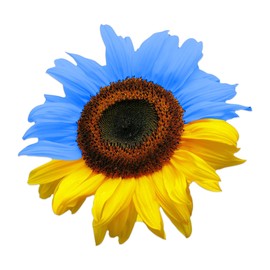 Ukraine Flag Colored Realistic Sunflower Decal - Vinyl Sticker for Cars, Laptops, Windows and Water Bottles - 3 Inches Wide