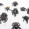Bbiamsleep 10pcs Beetle Figurine Realistic Beetles Figure Models Garden Animal