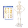 NEW HORIZON 17.7“ High Scientific Human Skeleton Model for Anatomy,Anatomy